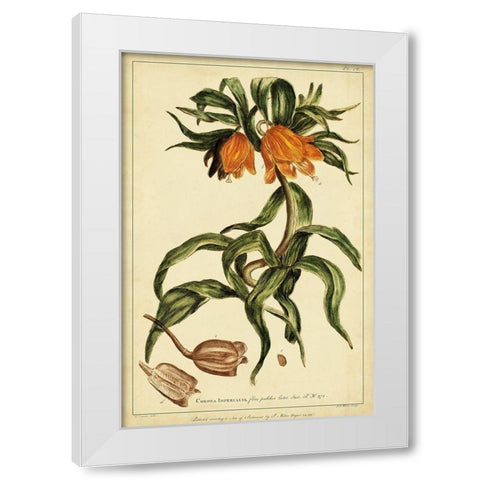 Corona Imperalis Pl. CV White Modern Wood Framed Art Print by Miller, Phillip