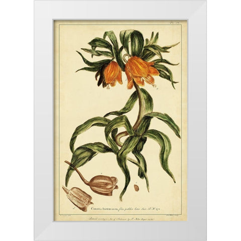 Corona Imperalis Pl. CV White Modern Wood Framed Art Print by Miller, Phillip