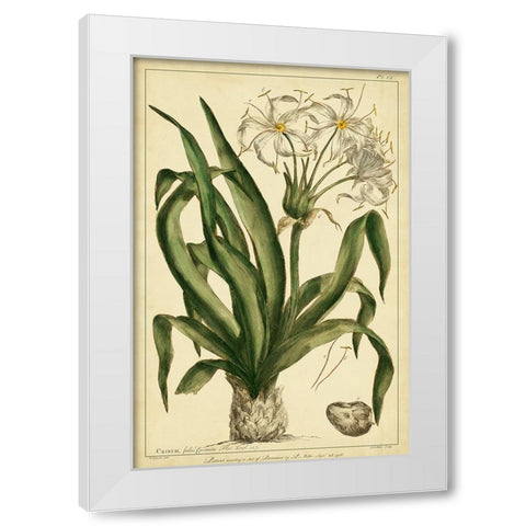 Crinum  Pl. CX White Modern Wood Framed Art Print by Miller, Phillip