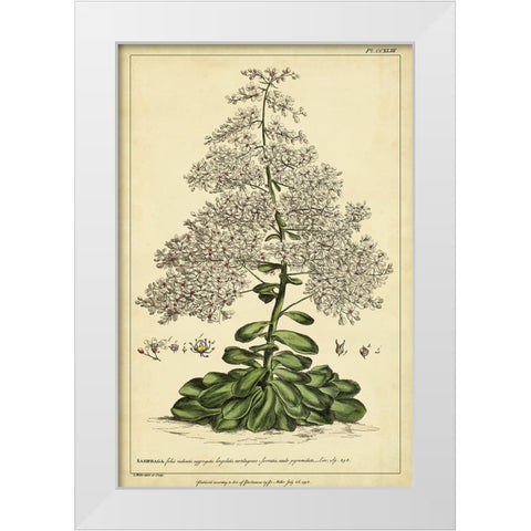 Saxifraga  Pl. CCXLIII White Modern Wood Framed Art Print by Miller, Phillip