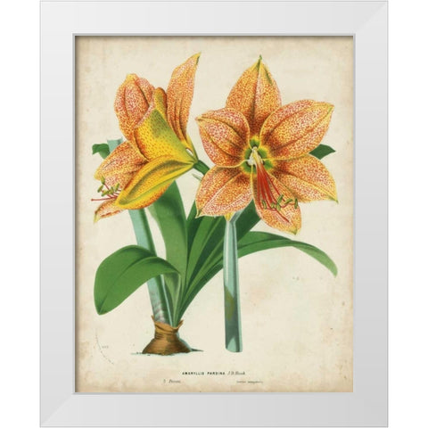 Tropical Array I White Modern Wood Framed Art Print by Van Houtteano, Horto