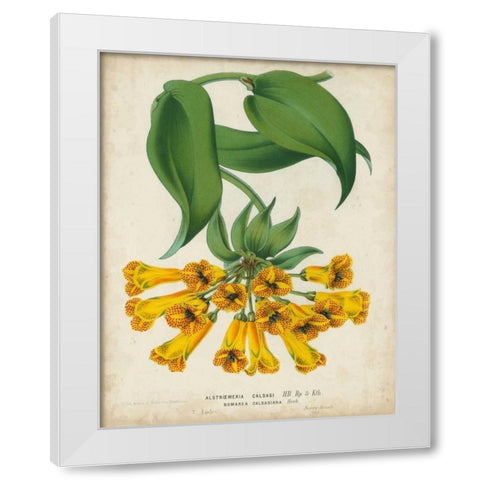 Tropical Array II White Modern Wood Framed Art Print by Van Houtteano, Horto