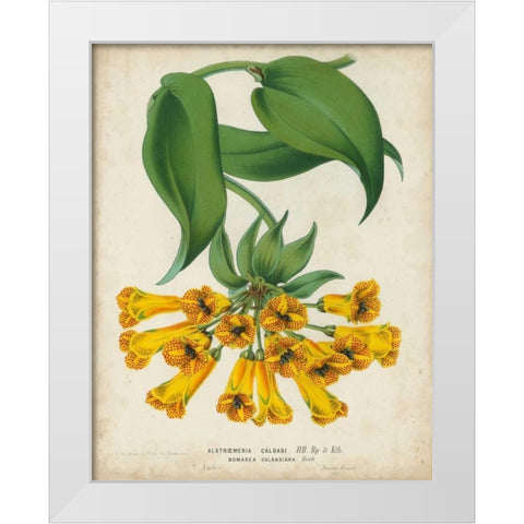 Tropical Array II White Modern Wood Framed Art Print by Van Houtteano, Horto