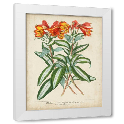 Tropical Array III White Modern Wood Framed Art Print by Van Houtteano, Horto