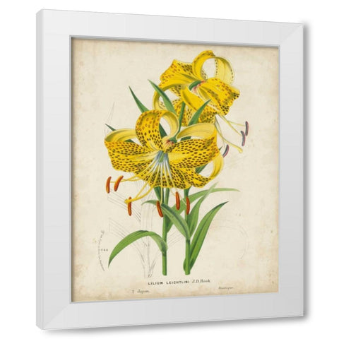 Tropical Array IV White Modern Wood Framed Art Print by Van Houtteano, Horto