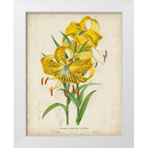 Tropical Array IV White Modern Wood Framed Art Print by Van Houtteano, Horto