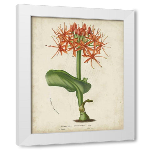 Tropical Array V White Modern Wood Framed Art Print by Van Houtteano, Horto