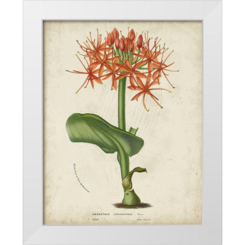 Tropical Array V White Modern Wood Framed Art Print by Van Houtteano, Horto