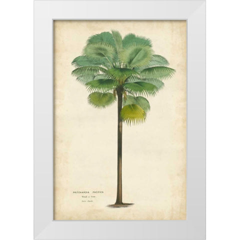 Palm of the Tropics II White Modern Wood Framed Art Print by Van Houtteano, Horto