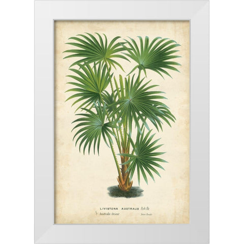 Palm of the Tropics IV White Modern Wood Framed Art Print by Van Houtteano, Horto