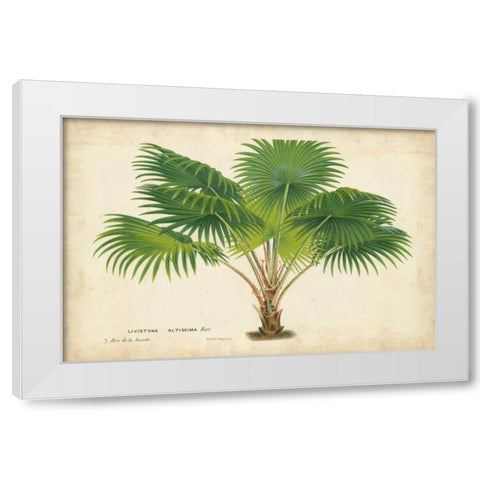 Palm of the Tropics V White Modern Wood Framed Art Print by Van Houtteano, Horto