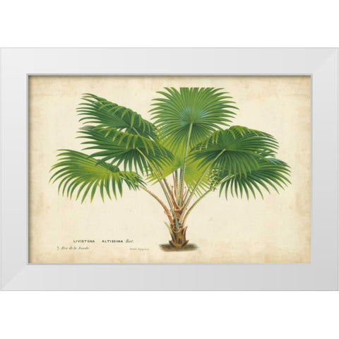 Palm of the Tropics V White Modern Wood Framed Art Print by Van Houtteano, Horto