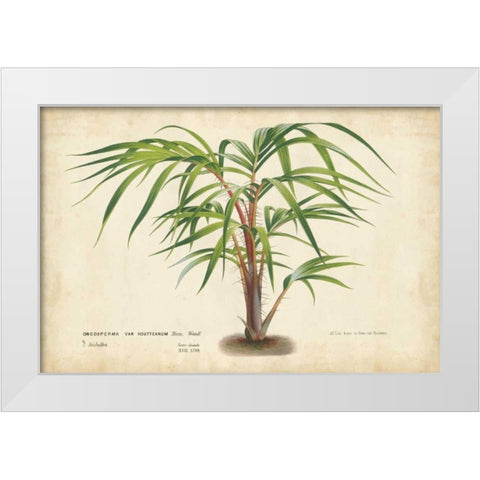 Palm of the Tropics VI White Modern Wood Framed Art Print by Van Houtteano, Horto