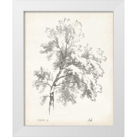 Ash Tree Study White Modern Wood Framed Art Print by Unknown