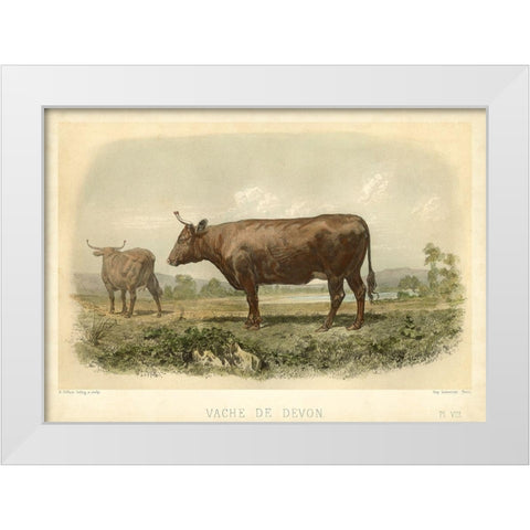 Vache De Devon White Modern Wood Framed Art Print by Bonheur, I.