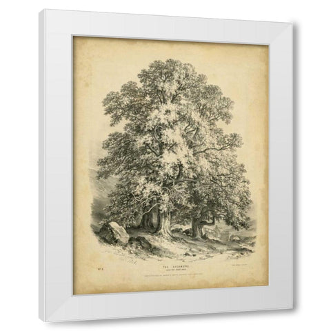 The Sycamore White Modern Wood Framed Art Print by Barnard, George