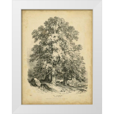 The Sycamore White Modern Wood Framed Art Print by Barnard, George