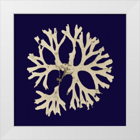 Seaweed on Navy I White Modern Wood Framed Art Print by Vision Studio
