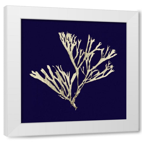 Seaweed on Navy II White Modern Wood Framed Art Print by Vision Studio