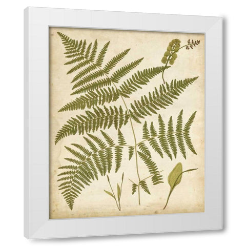 Fern Portfolio IV White Modern Wood Framed Art Print by Heath, Francis G.
