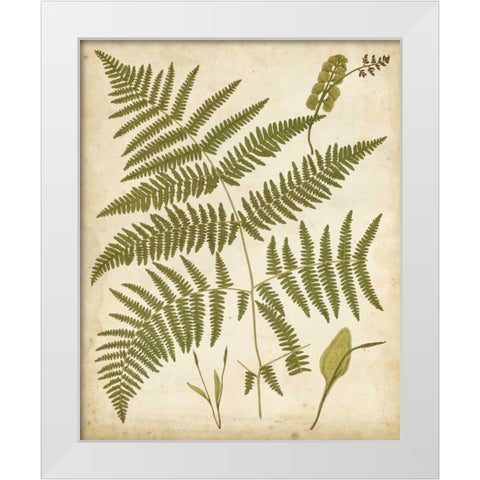 Fern Portfolio IV White Modern Wood Framed Art Print by Heath, Francis G.