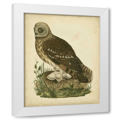 Antique Nozeman Owl I White Modern Wood Framed Art Print by Nozeman