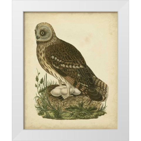 Antique Nozeman Owl I White Modern Wood Framed Art Print by Nozeman