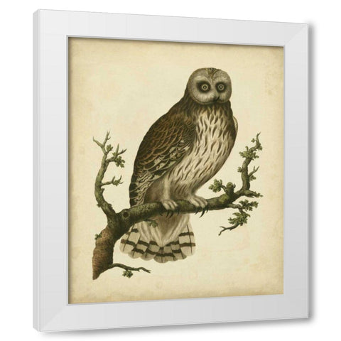 Antique Nozeman Owl II White Modern Wood Framed Art Print by Nozeman