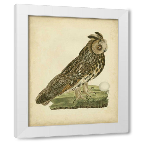 Antique Nozeman Owl III White Modern Wood Framed Art Print by Nozeman