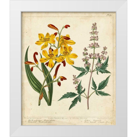 Garden Display I White Modern Wood Framed Art Print by Edwards, Sydenham