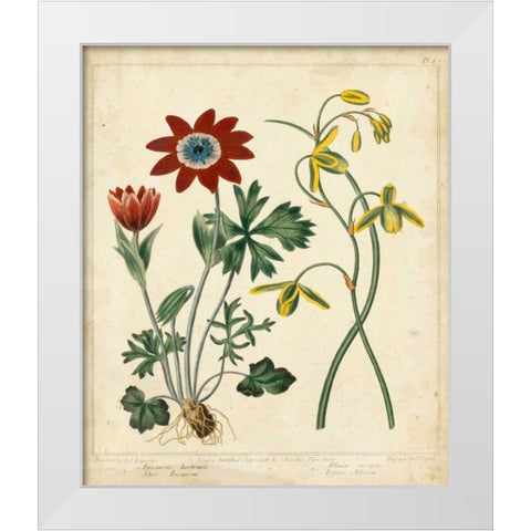 Garden Display II White Modern Wood Framed Art Print by Edwards, Sydenham