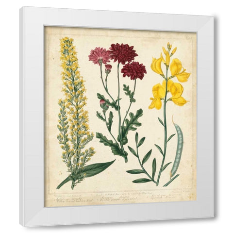 Garden Display III White Modern Wood Framed Art Print by Edwards, Sydenham