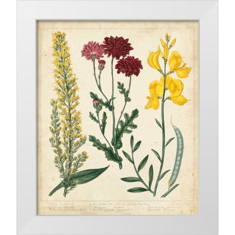 Garden Display III White Modern Wood Framed Art Print by Edwards, Sydenham