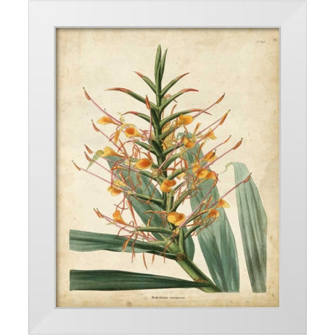 Tropical Delight I White Modern Wood Framed Art Print by Edmonston-Douglas