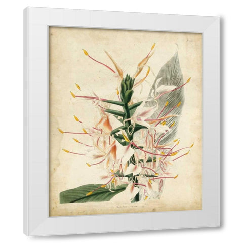 Tropical Delight II White Modern Wood Framed Art Print by Edmonston-Douglas