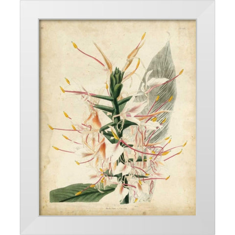 Tropical Delight II White Modern Wood Framed Art Print by Edmonston-Douglas