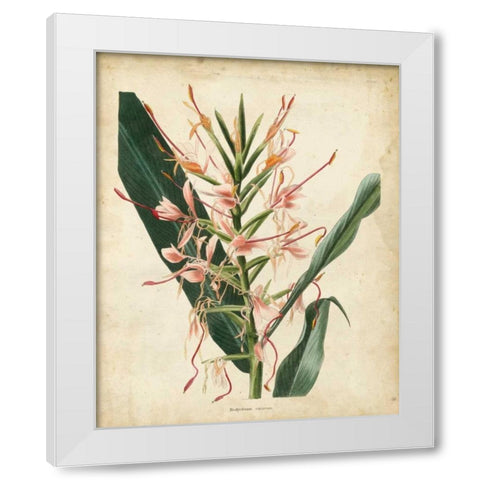 Tropical Delight III White Modern Wood Framed Art Print by Edmonston-Douglas