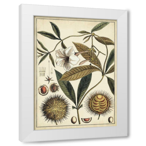 Ivory Botanical Study II White Modern Wood Framed Art Print by Vision Studio
