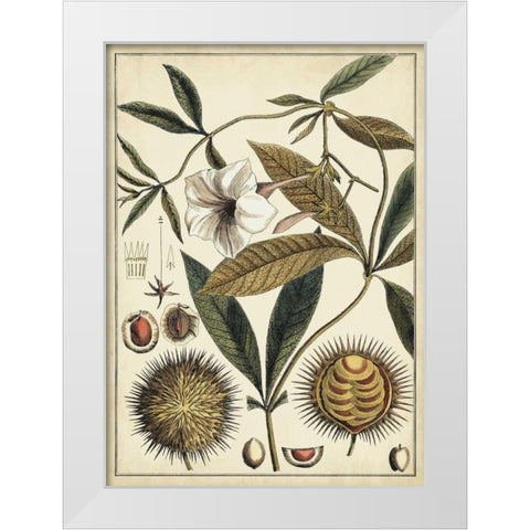 Ivory Botanical Study II White Modern Wood Framed Art Print by Vision Studio