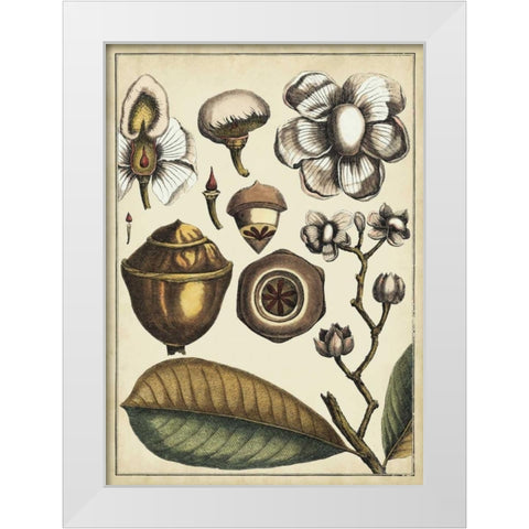 Ivory Botanical Study VI White Modern Wood Framed Art Print by Vision Studio