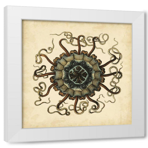 Gems of the Sea I White Modern Wood Framed Art Print by Vision Studio