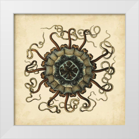 Gems of the Sea I White Modern Wood Framed Art Print by Vision Studio