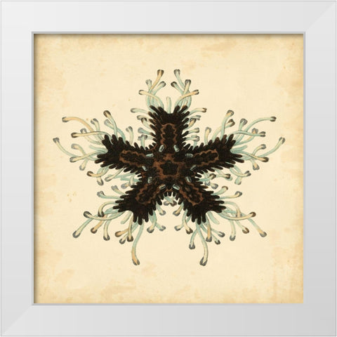 Gems of the Sea III White Modern Wood Framed Art Print by Vision Studio