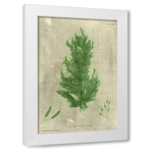 Emerald Seaweed I White Modern Wood Framed Art Print by Unknown