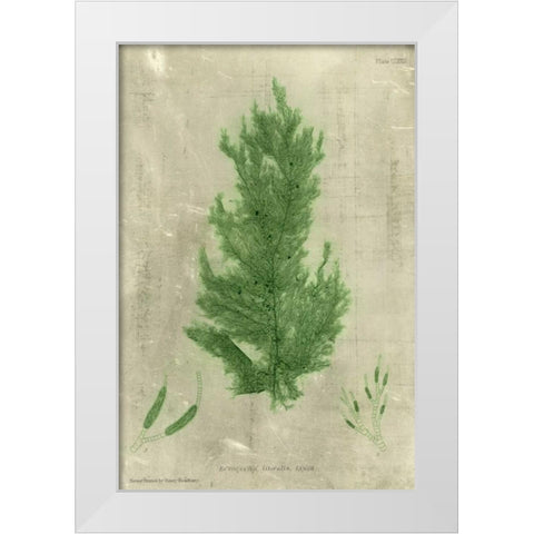 Emerald Seaweed I White Modern Wood Framed Art Print by Unknown