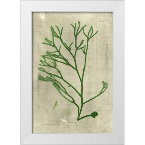 Emerald Seaweed III White Modern Wood Framed Art Print by Unknown
