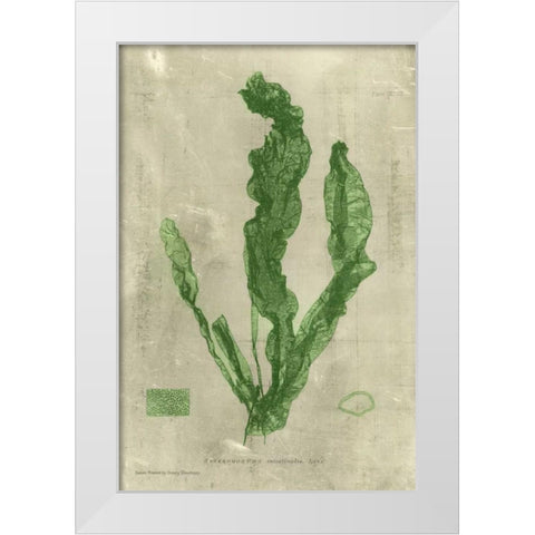 Emerald Seaweed IV White Modern Wood Framed Art Print by Unknown