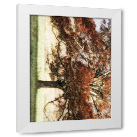 Sunbathed Oak I White Modern Wood Framed Art Print by Head, Danny