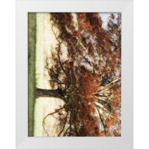 Sunbathed Oak I White Modern Wood Framed Art Print by Head, Danny