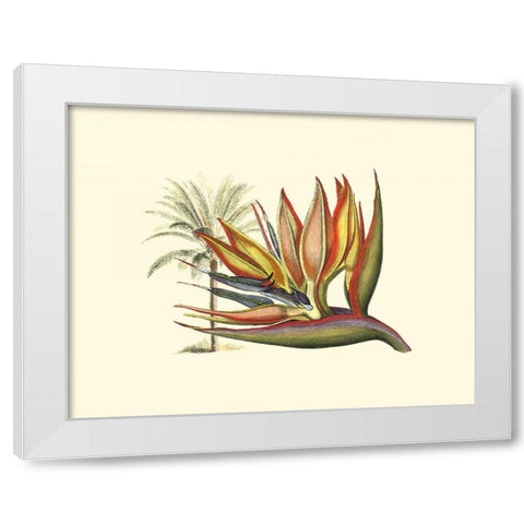 Bird of Paradise I White Modern Wood Framed Art Print by Edwards, Sydenham